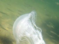 Research: Raises concerns of cascading impacts on fisheries —