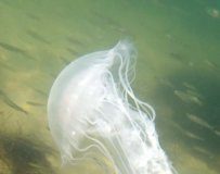 Research: Raises concerns of cascading impacts on fisheries —