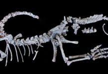 Research: Newly described fossils could help reveal why some dinos got so big —