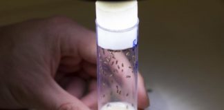 Research: Reproductive strategy drives slower female aging —