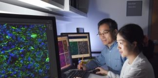 Study: Scientists accidentally reprogram mature mouse GABA neurons into dopaminergic-like neurons — (Details)