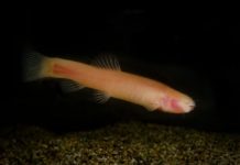 Research: Clues from a Somalian cavefish about modern mammals’ dark past —