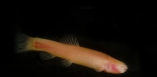 Research: Clues from a Somalian cavefish about modern mammals’ dark past —