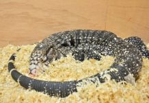 Research: Do lizards dream like us? —