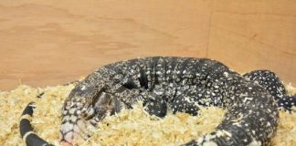 Research: Do lizards dream like us? —