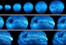 Research: New microscope offers 4-D look at embryonic development in living mice —