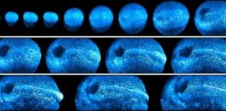 Research: New microscope offers 4-D look at embryonic development in living mice —