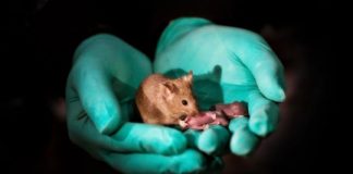 Study: Mouse pups with same-sex parents born in China using stem cells and gene editing — (Details)