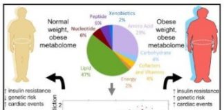 Study: A way to measure obesity and health beyond BMI — (Details)