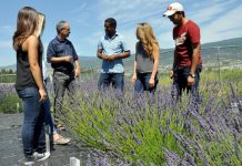 Research: Getting to the root of lavender’s secrets —