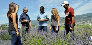 Research: Getting to the root of lavender’s secrets —