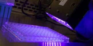 Research: Purdue researchers find light-active version of heme may help people infected with MRSA —