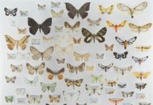 Research: New study in biodiversity hotspot studied correlation between size of tropical moths and their elevational distribution —