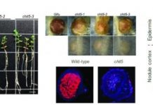 Research: Fine-tuning the ‘just right’ signal load —