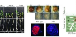 Research: Fine-tuning the ‘just right’ signal load —