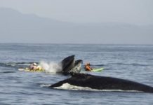 Research: New research raises methodological problems in assessing impacts of humans on evolution —