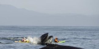 Research: New research raises methodological problems in assessing impacts of humans on evolution —