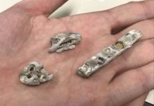 Research: Smallest ever Tylosaurus fossil sheds light on species —