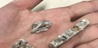 Research: Smallest ever Tylosaurus fossil sheds light on species —
