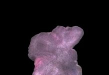 Research: New mechanism for how animal cells stay intact —