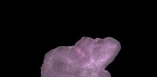 Research: New mechanism for how animal cells stay intact —