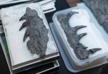 Research: Did mosasaurs hunt like killer whales? —