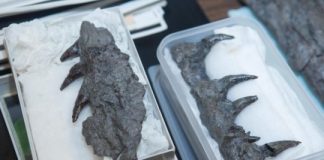 Research: Did mosasaurs hunt like killer whales? —