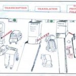 Study: Cells’ route in response to disease is not always straight — (Details)