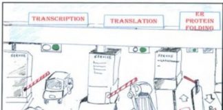 Study: Cells’ route in response to disease is not always straight — (Details)