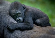 Research: New study seeks to understand why male mountain gorillas do something unusual for a mammal —