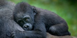 Research: New study seeks to understand why male mountain gorillas do something unusual for a mammal —