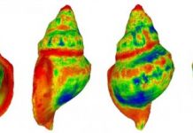 Research: Sea snail shells dissolve in increasingly acidified oceans —