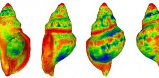 Research: Sea snail shells dissolve in increasingly acidified oceans —