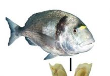 Research: Extensive trade in fish between Egypt and Canaan 3,500 years ago —