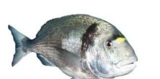 Research: Extensive trade in fish between Egypt and Canaan 3,500 years ago —