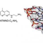 Study: The tightest non-aminoglycoside ligand for the bacterial ribosomal RNA A-site — (Details)