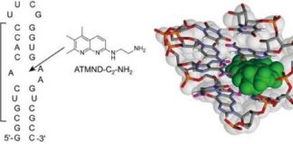 Study: The tightest non-aminoglycoside ligand for the bacterial ribosomal RNA A-site — (Details)