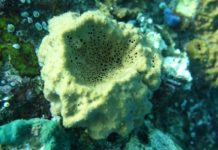 Research: Molecular fossil evidence —