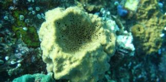 Research: Molecular fossil evidence —