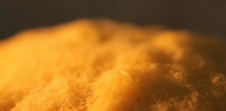 Research: Unravelling the genetics of fungal fratricide —