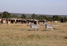 Research: Potential benefits of wildlife-livestock coexistence in East Africa —