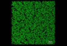 Research: Biomaterial that solidifies at body temperature integrates into wounds to help cells grow —