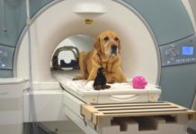 Research: New study focuses on the brain mechanisms dogs use to differentiate between words —