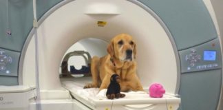 Research: New study focuses on the brain mechanisms dogs use to differentiate between words —