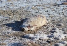 Research: PPR virus poses threat to conservation —