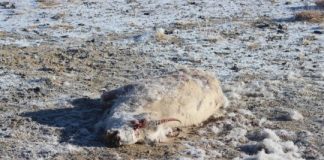 Research: PPR virus poses threat to conservation —