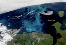 Research: Arctic sea ice decline driving ocean phytoplankton farther north —