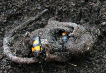 Research: Burying beetles rely on their gut symbionts in order to transform decaying carcasses into nutritious nurseries for their young —