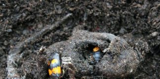 Research: Burying beetles rely on their gut symbionts in order to transform decaying carcasses into nutritious nurseries for their young —
