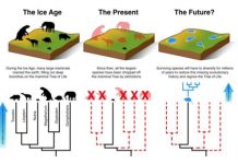 Research: Mammals cannot evolve fast enough to escape current extinction crisis —